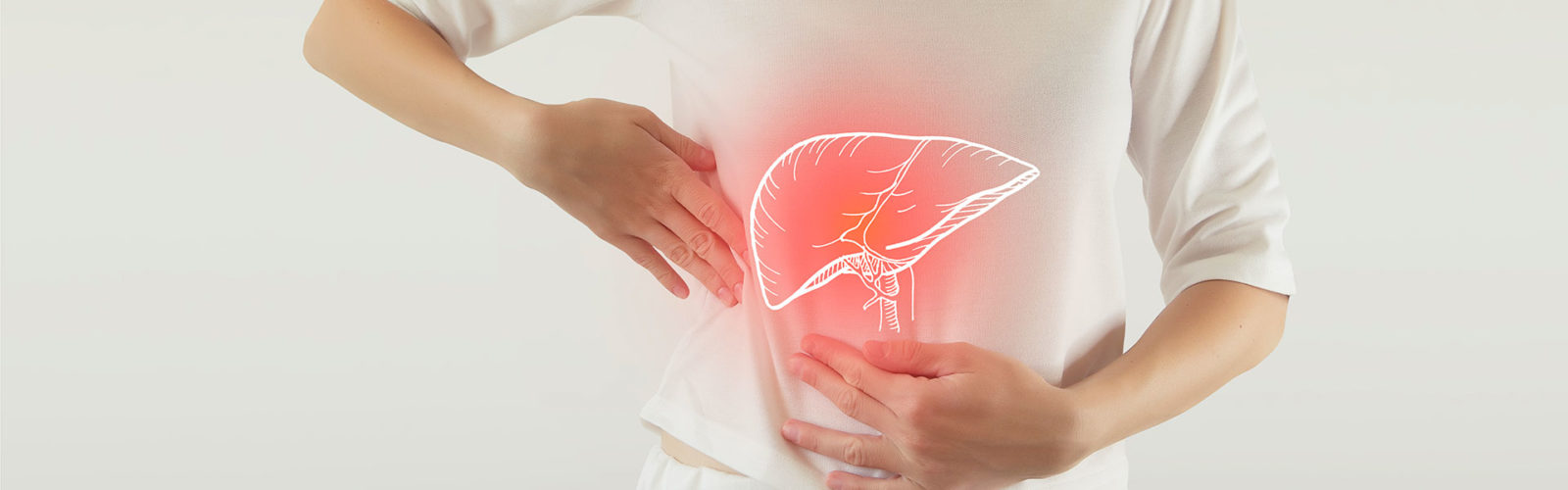 3D illustration of a liver - 