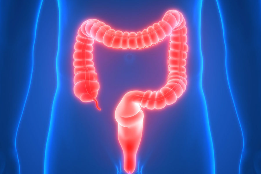 3D illustration of a colon